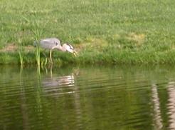 Bethany Beach Rental - Visitng Heron